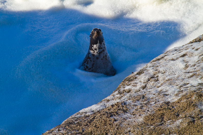 California Sea Lion In Surf